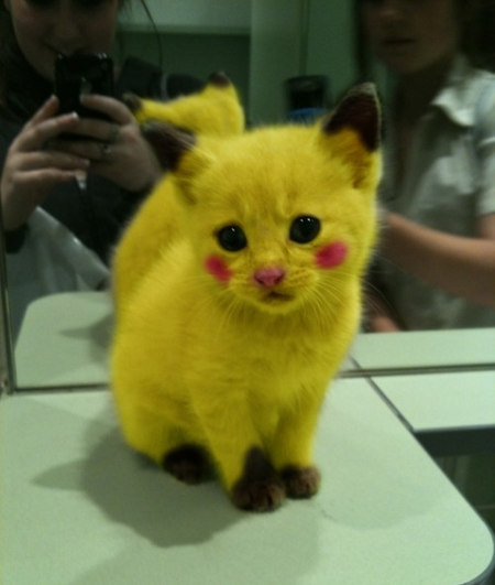 Pokekitty